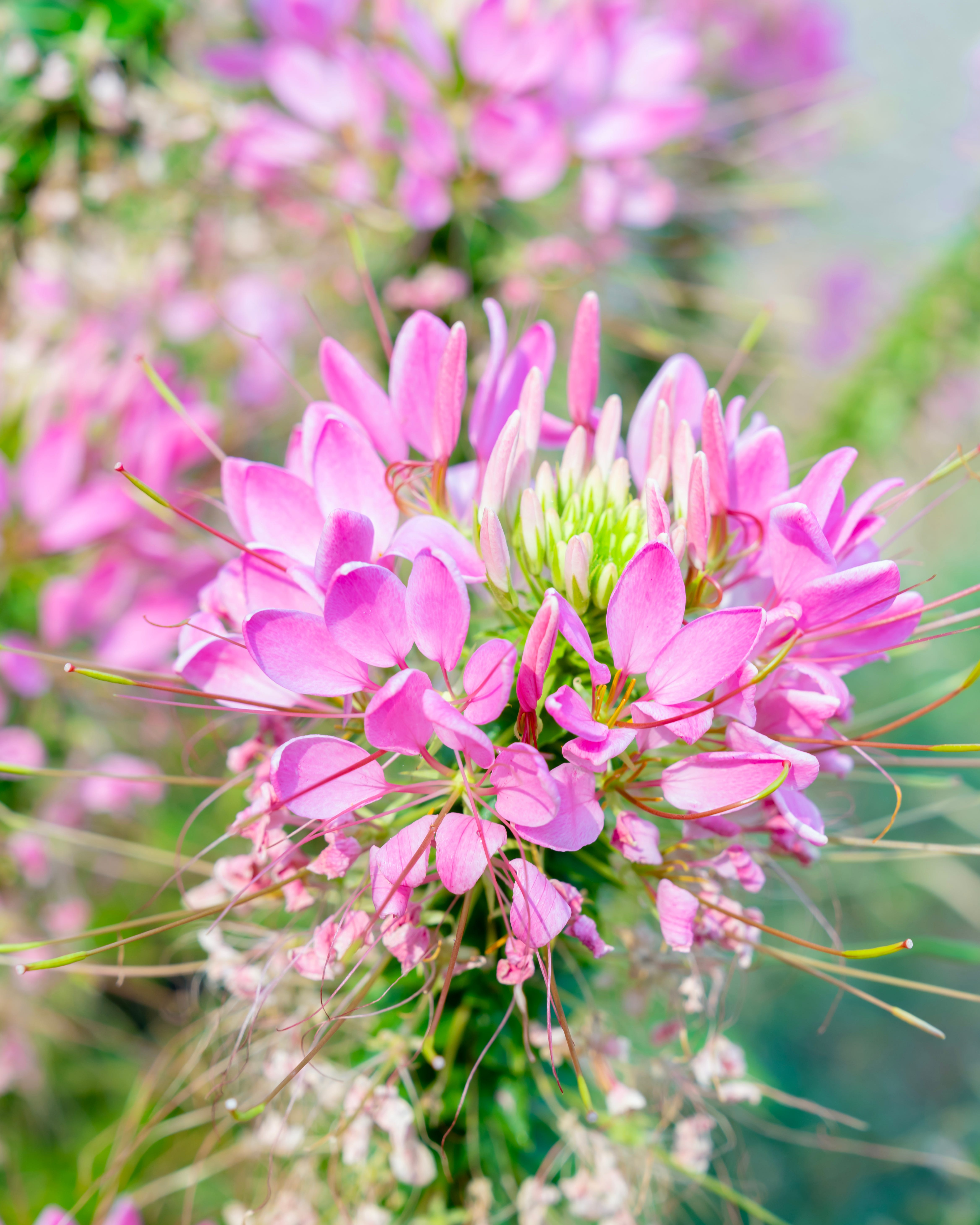 fast growing spider flowers