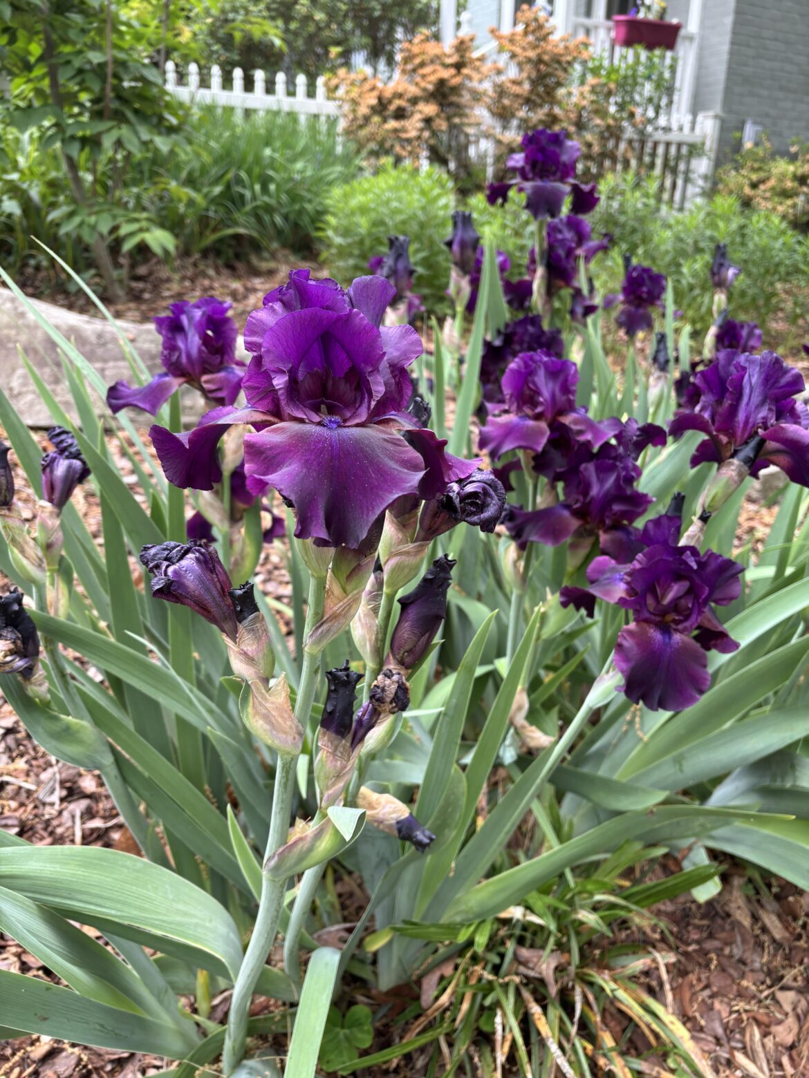 Black or purple iris?