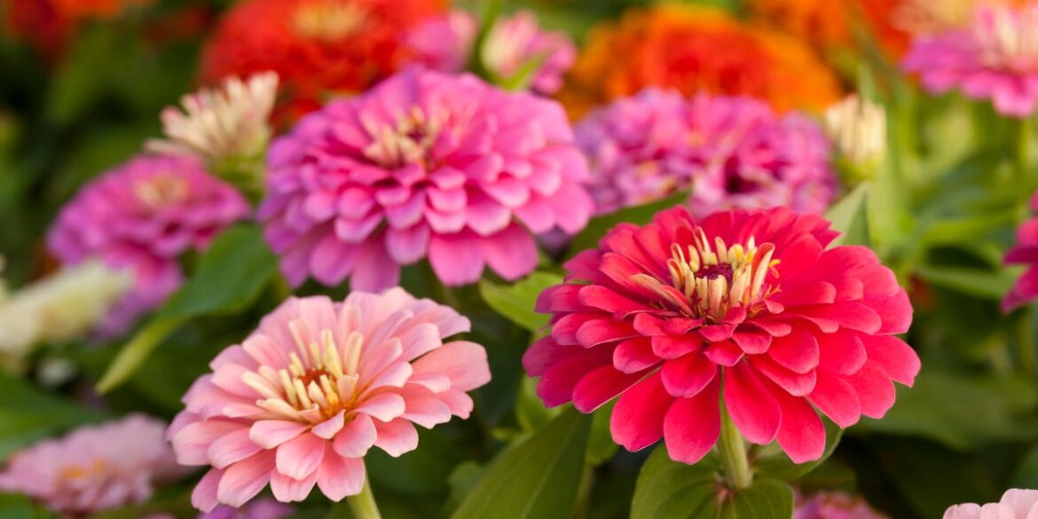10 Fast-Growing Flowers for Your Spring Garden