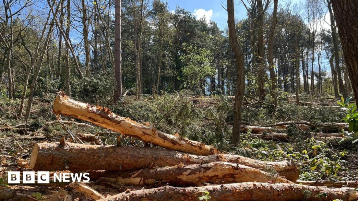 Council sorry after wrong trees cut down in Sherwood Forest A pile of pine trees in the foreground with standing pine trees in the back