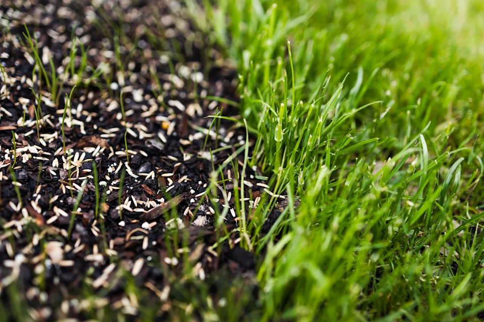 Grass seeds on bare patch (Alamy/PA)