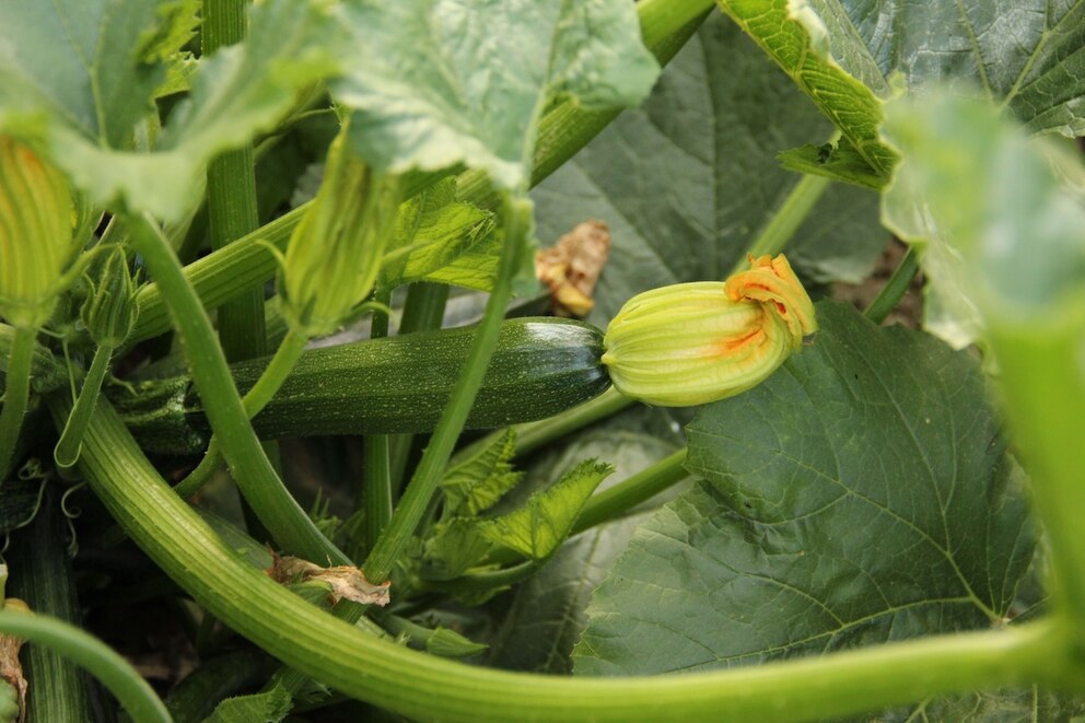 9 Common Mistakes When Planting Zucchini in the Garden 9 Common Mistakes When Planting Zucchini in the Garden