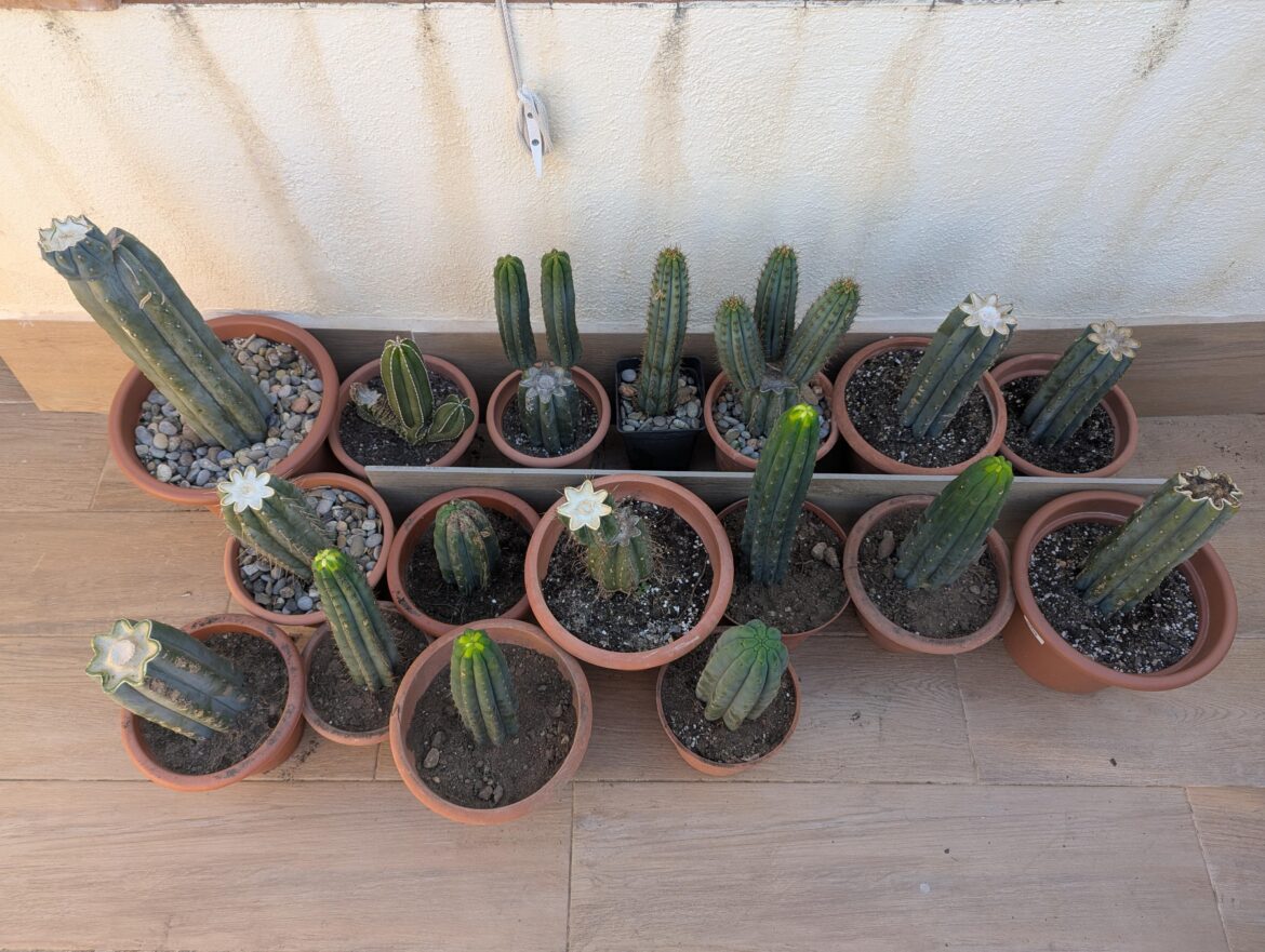 There's no such thing as too many cacti
