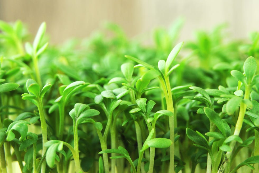 fresh green sprouts of cultivated garden cress