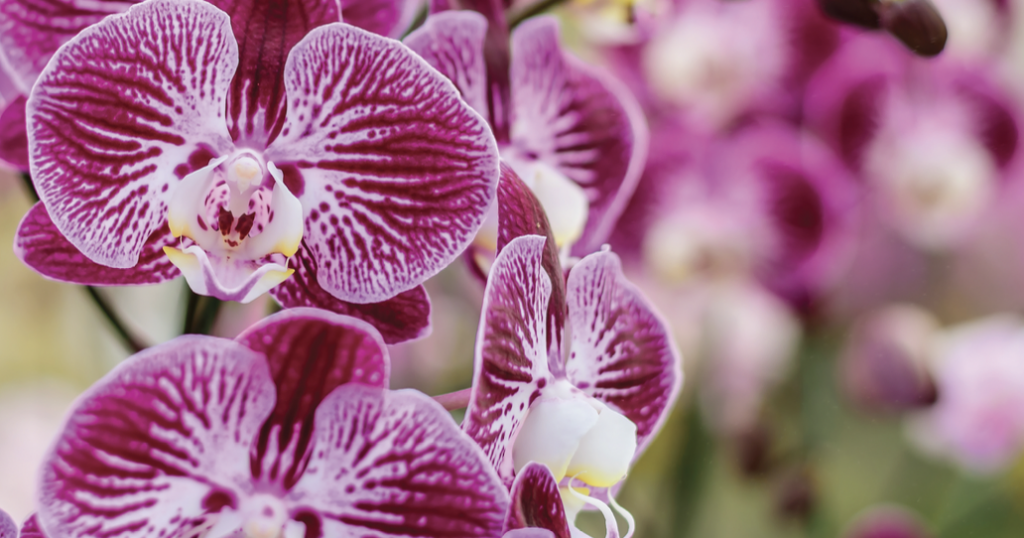 Orchids Galore in Lynnwood | Home + Garden