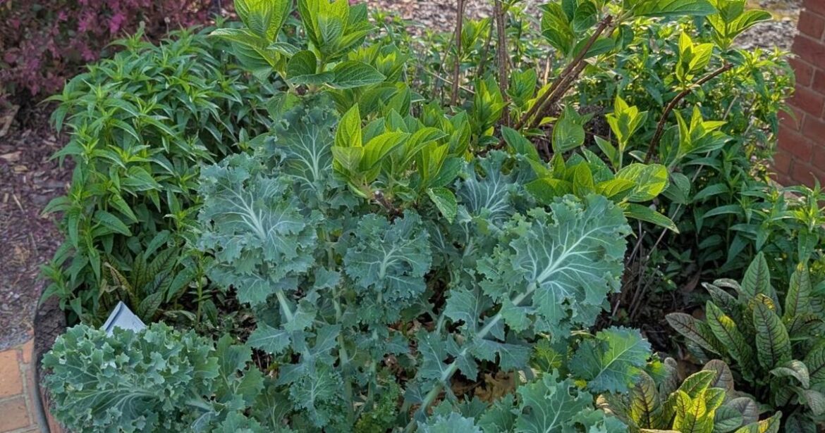 GARDEN GUIDE: Lee County Ag Week 2026 “Together We Grow” theme inspires container gardening class series | Archives