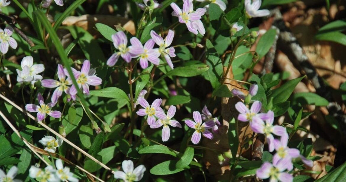 Ask a Master Gardener: Which native wildflowers are early bloomers? | Farm and Garden