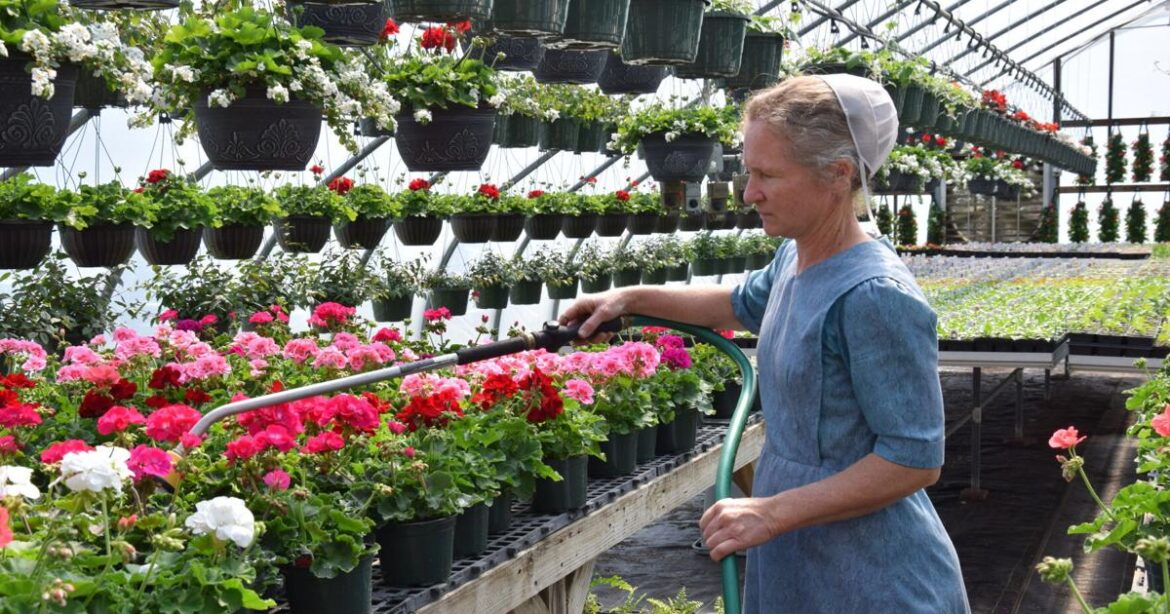 Singers Glen greenhouse helps gardens spring into bloom | Business & Economy