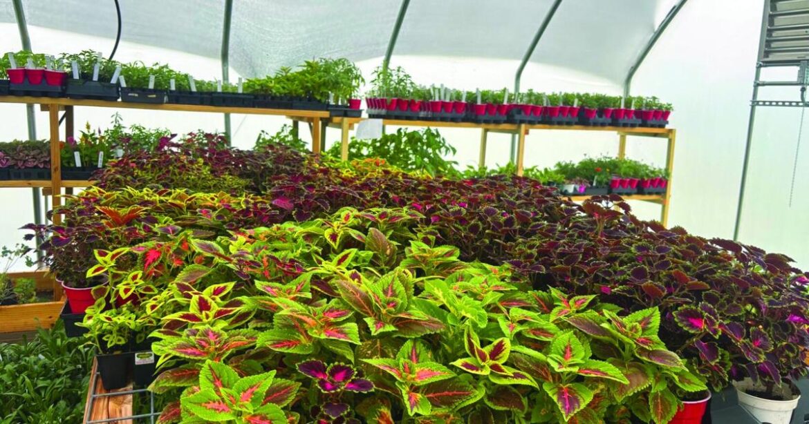 Spring into season with the Saline County Master Gardeners: Annual plant sale set for April 18 | News Spring into season with the Saline County Master Gardeners: Annual plant sale set for April 18 | News