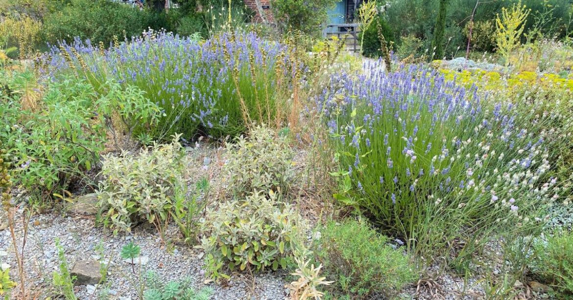 Gravel gardens growing in popularity outside fire zones Gravel gardens growing in popularity outside fire zones