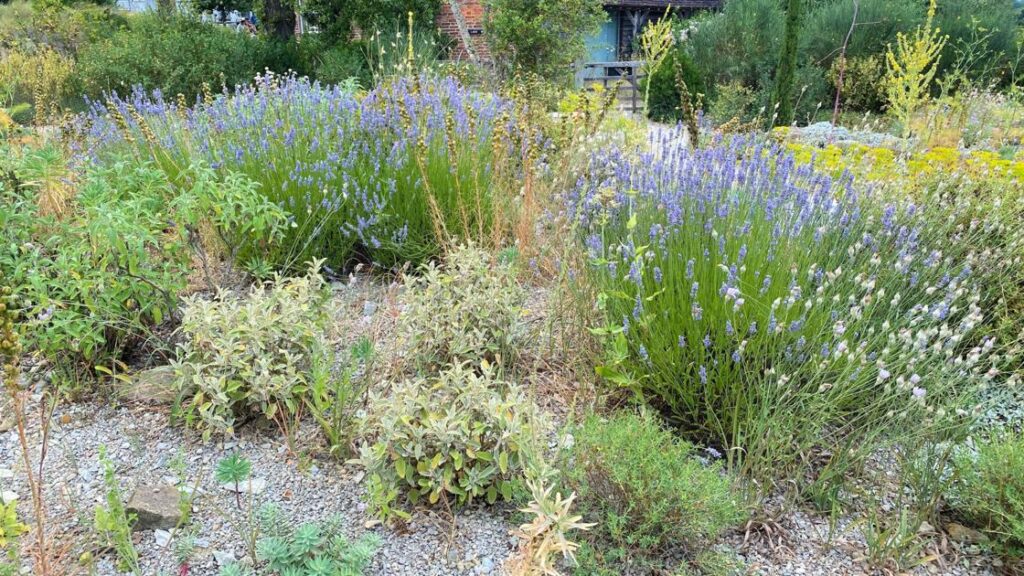 Gravel gardens growing in popularity outside fire zones