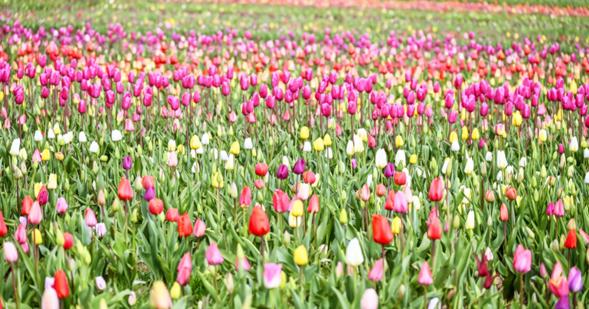 Spring in full bloom at colorful tulip garden | National