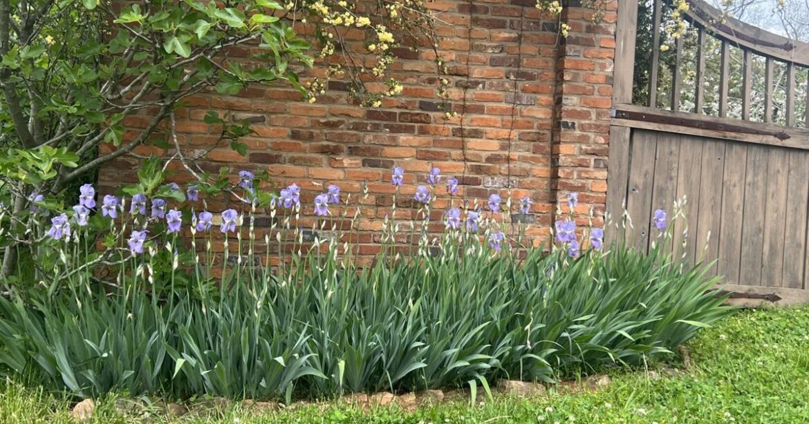 DOUGLAS: Irises and Peonies for our Piedmont Gardens | Features DOUGLAS: Irises and Peonies for our Piedmont Gardens | Features