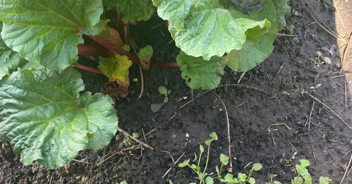 Garden Clippings: Companion planting for potatoes | Local News Garden Clippings: Companion planting for potatoes | Local News
