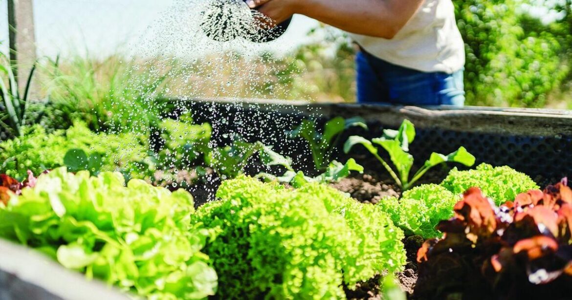 Tips for planting, gardening during South Carolina’s drought Tips for planting, gardening during South Carolina’s drought
