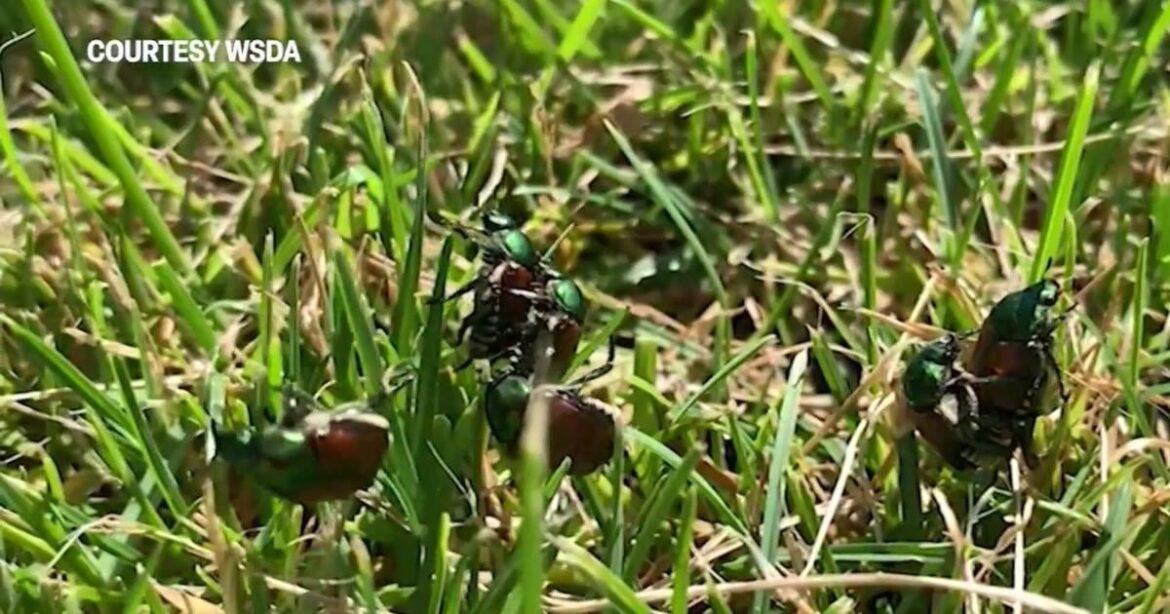 Invasive pest threatens Tri-Cities crops, gardens; How homeowners can help | News