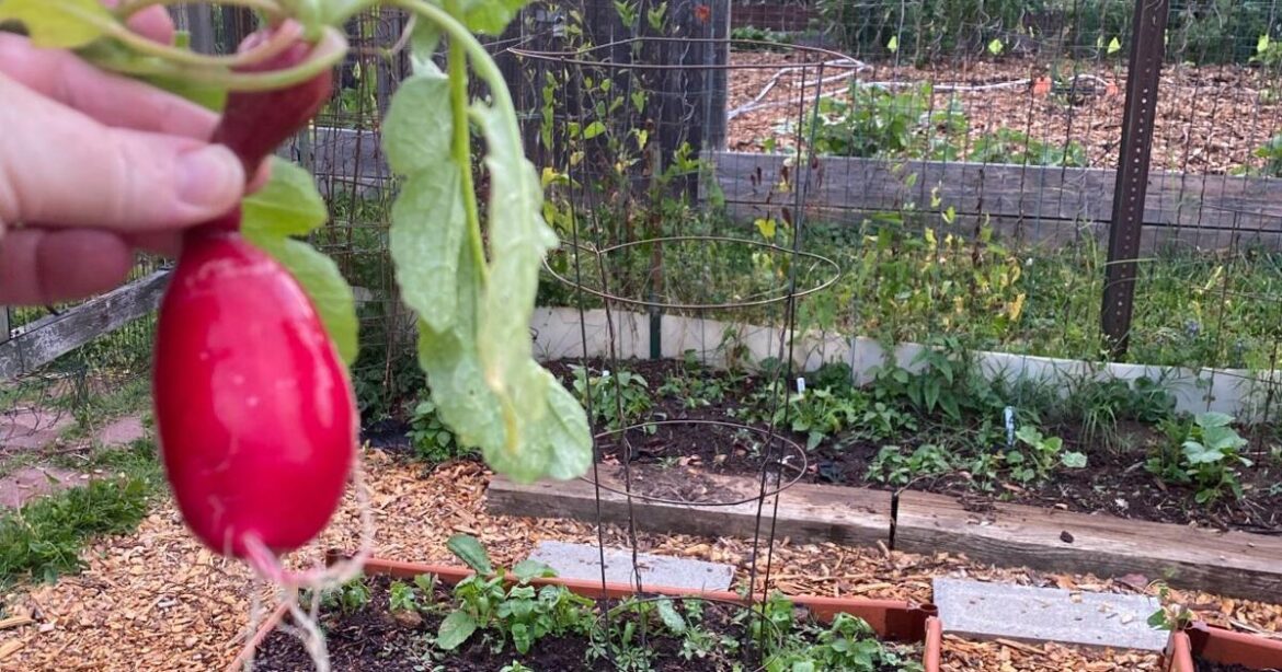 Community Gardens bring flavor to those with no space to plant at home | Articles Community Gardens bring flavor to those with no space to plant at home | Articles