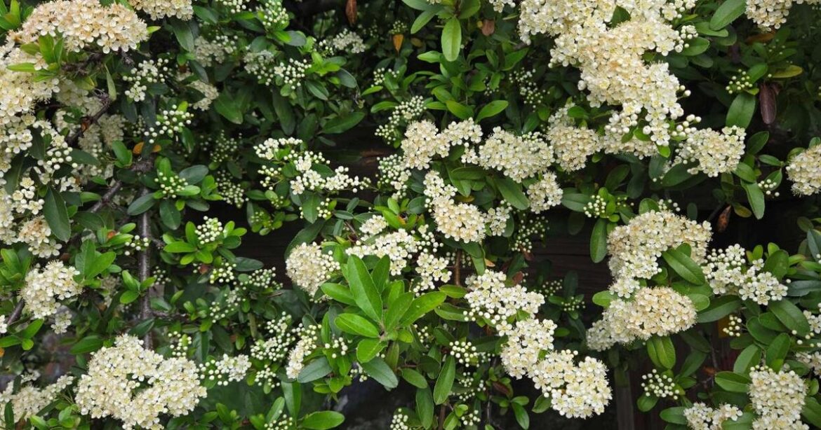 Ann Wright: Observations and garden tips for April | Lifestyles