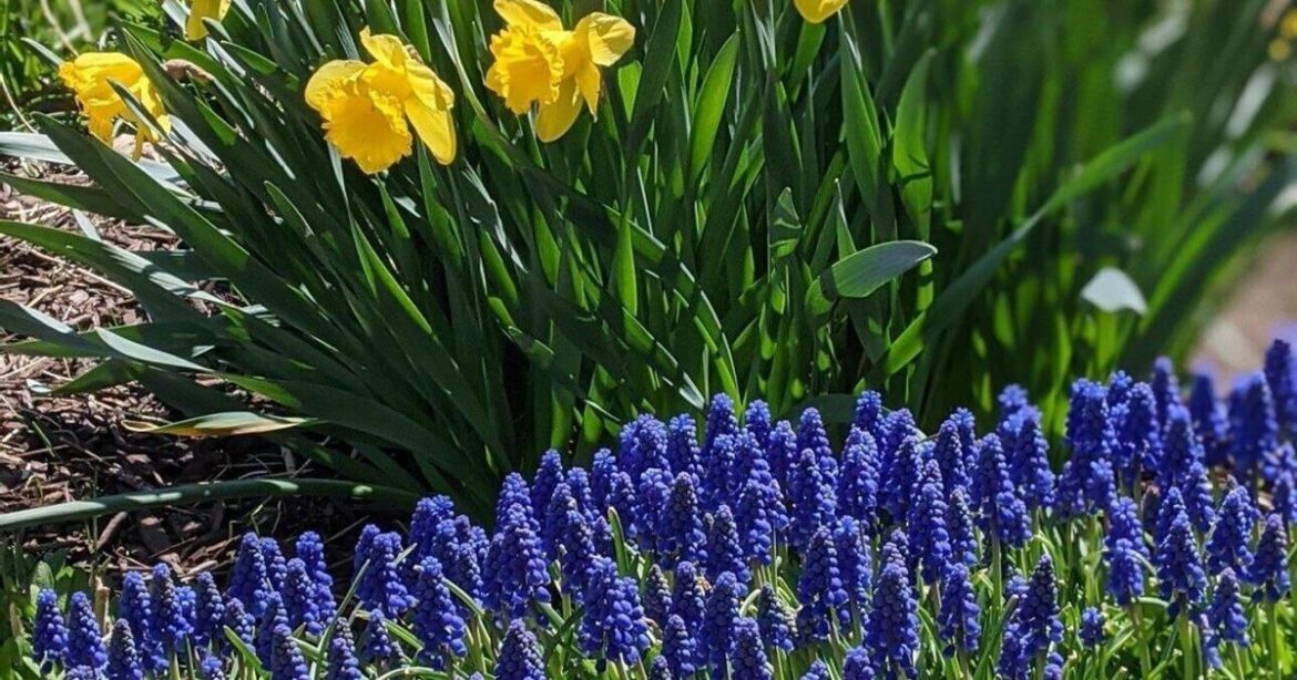 Want to become a Master Gardener? MSU program offers statewide training and certification | State