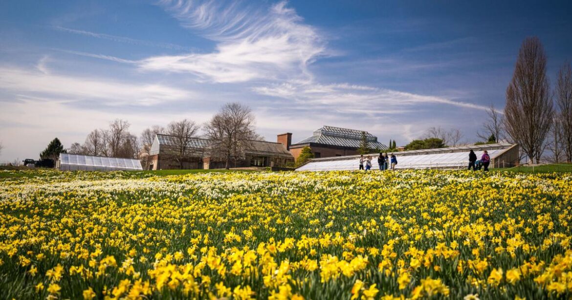 Over 25,000 blooming daffodils at New England Botanic Garden | News Over 25,000 blooming daffodils at New England Botanic Garden | News