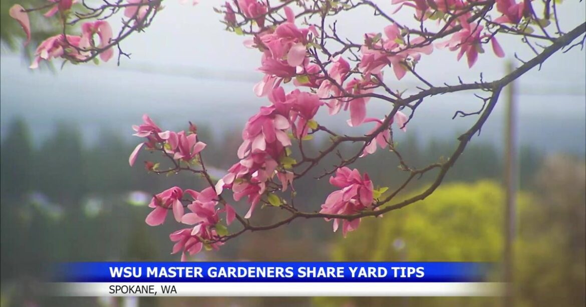Spokane gardeners get spring planting tips from Master Gardeners | Community Spokane gardeners get spring planting tips from Master Gardeners | Community