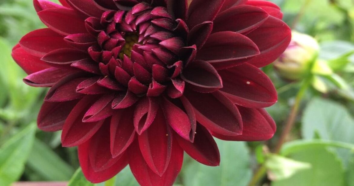 Gardening Briefs – Apr 23, 2026 | The World Gardening Briefs - Apr 23, 2026 | The World