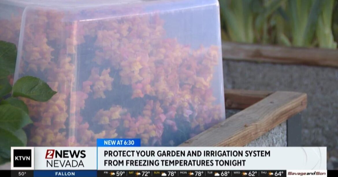 Protecting your garden and irrigation system from freezing temperatures | Local News