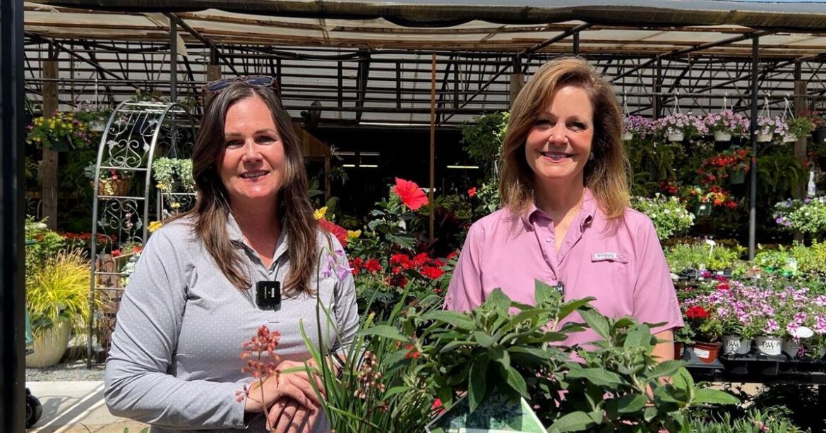 Deer-resistant plants offer hope for frustrated gardeners | State News Deer-resistant plants offer hope for frustrated gardeners | State News