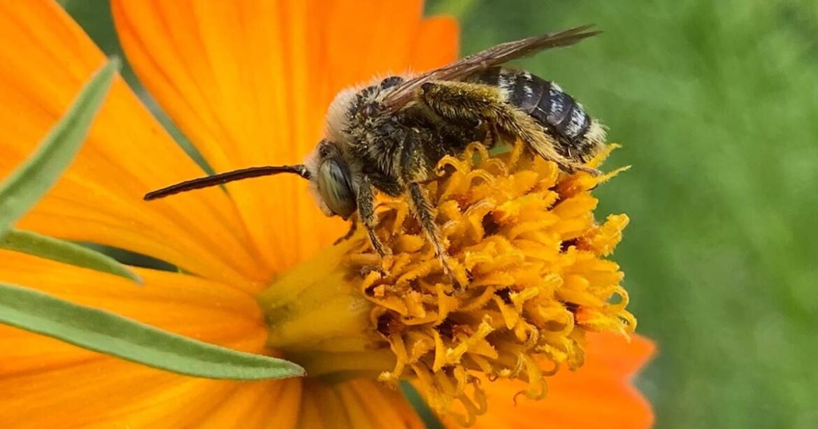 Don Shor: Tips for a better garden this year! | Gardening Don Shor: Tips for a better garden this year! | Gardening