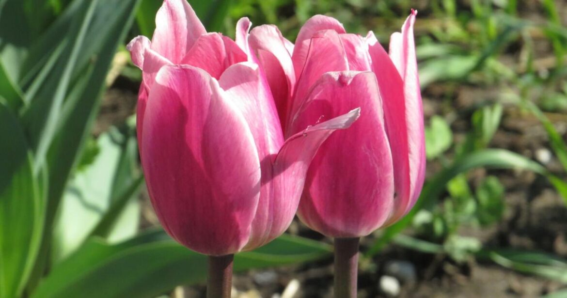 Gardening together builds friendships and fresh local food | Washington News Gardening together builds friendships and fresh local food | Washington News