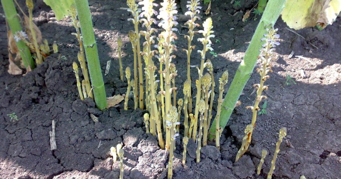 Master Gardeners: Public's help needed to eradicate sunflower parasite in Yakima area | Home And Garden