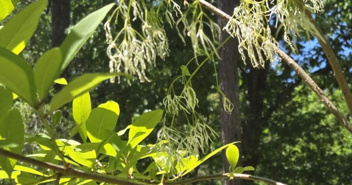 Ask a Master Gardener: All about the fringe tree | Farm and Garden