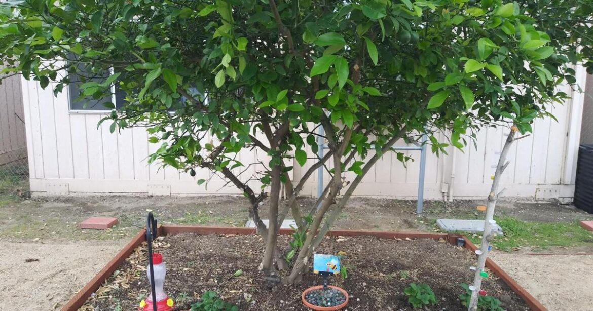 Cypress Elementary to unveil Community Garden | Online Features Cypress Elementary to unveil Community Garden | Online Features