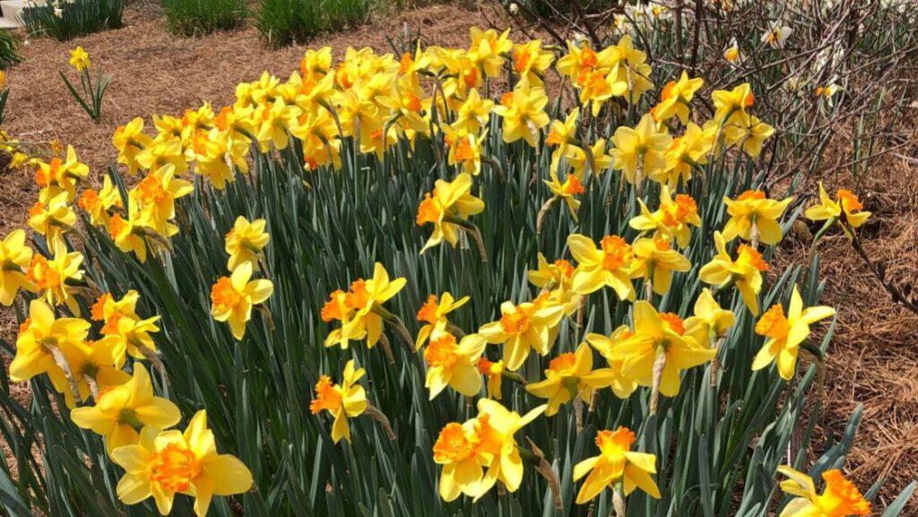Spring garden tips: What to know about mulch Spring garden tips: What to know about mulch