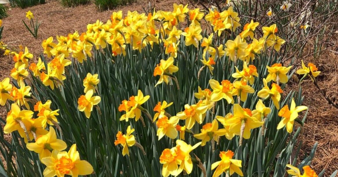 Spring garden tips: What to know about mulch | Shareable Stories
