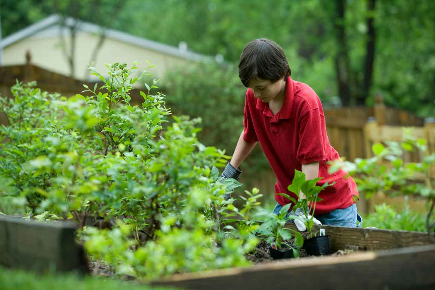 A teen boy with brown hair and a red shirt gardens