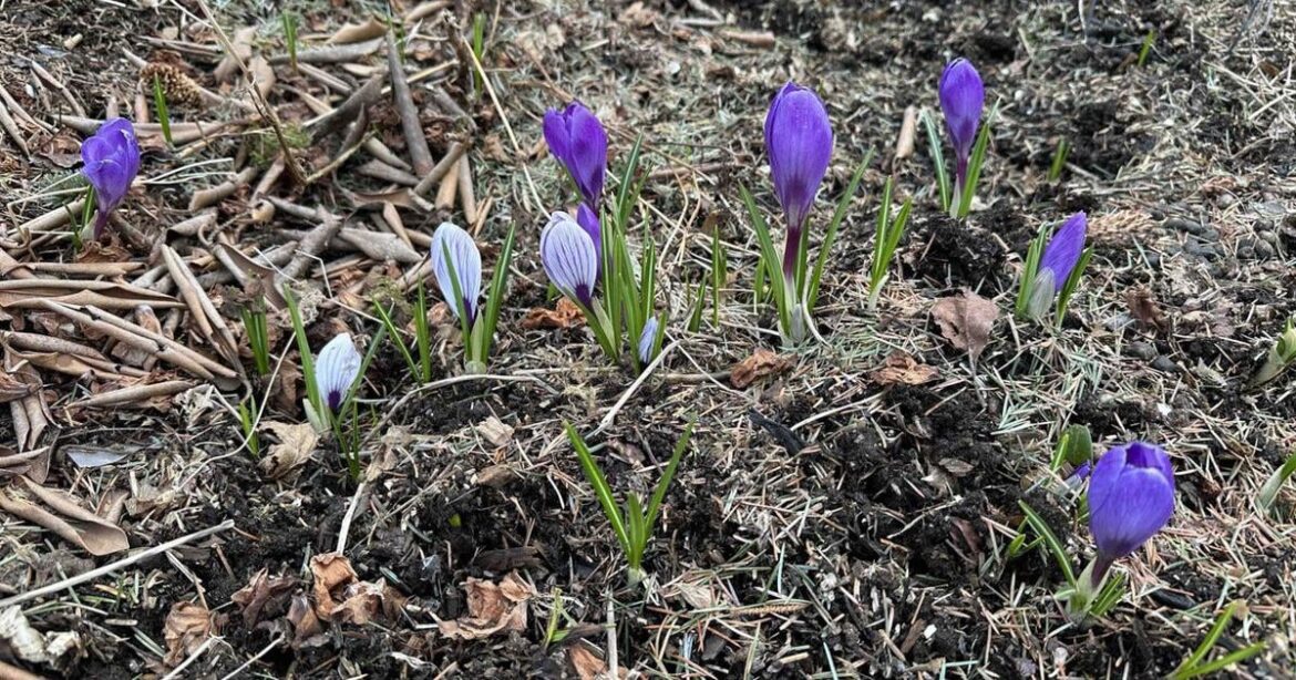 Cold spring garden tasks that pay off later | Community