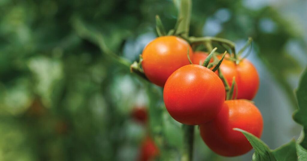 Tomato disease tips: Expert advice from a Tulsa County Master Gardener | Lifestyle