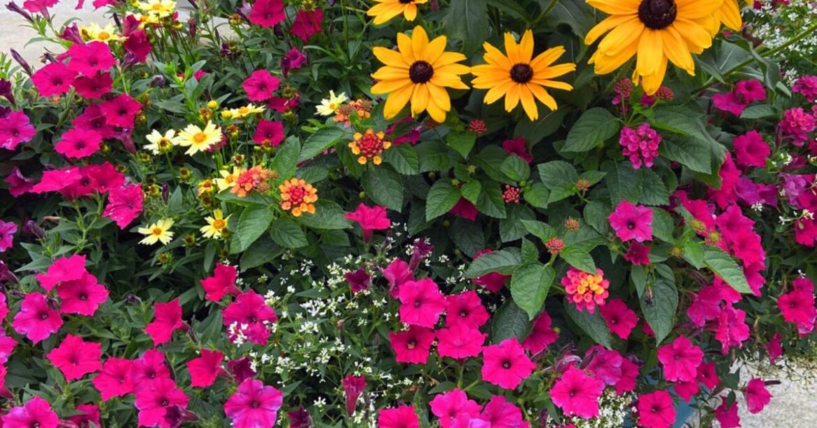 Supertunia Vista family gets another winner | Home and Garden Supertunia Vista family gets another winner | Home and Garden