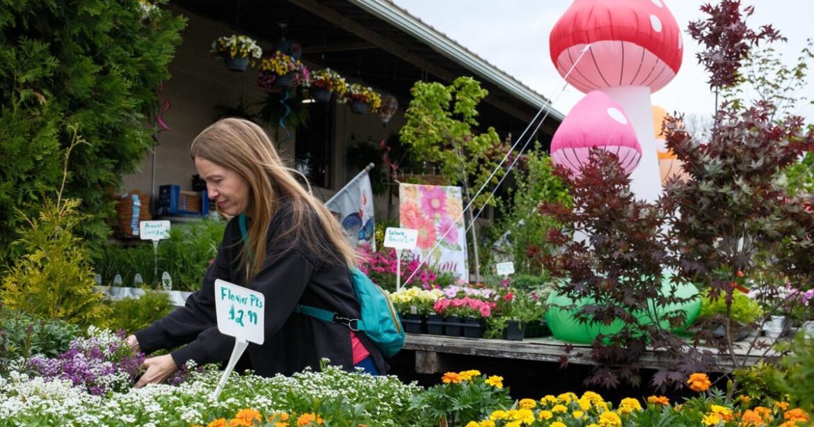 Broadway garden store celebrates 20th anniversary | Business & Economy Broadway garden store celebrates 20th anniversary | Business & Economy