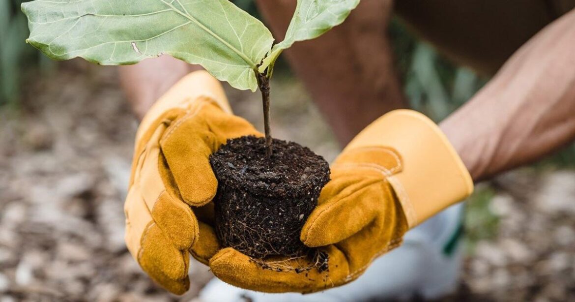 McCracken Master Gardener plant sale set for May 2 | News