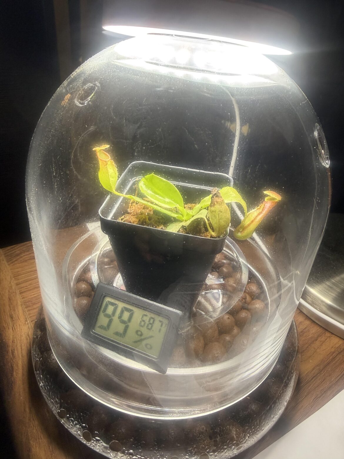 New Nepenthes N. ‘Gaya’ hybrid question New Nepenthes N. 'Gaya' hybrid question