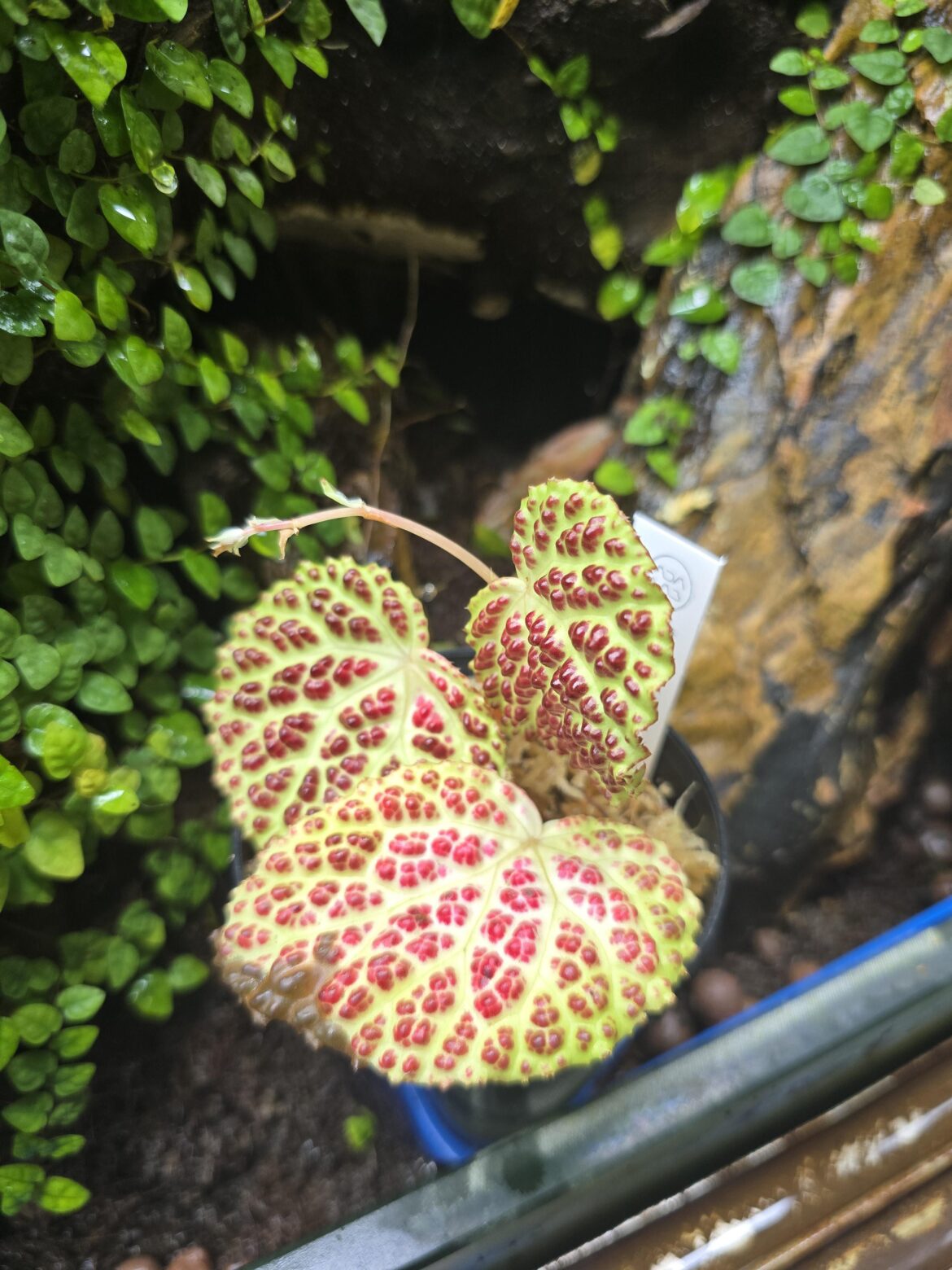 New begonia!