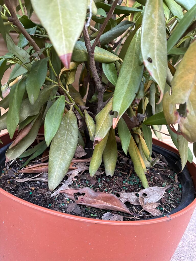 What can we do to save these guys? What can we do to save these guys?