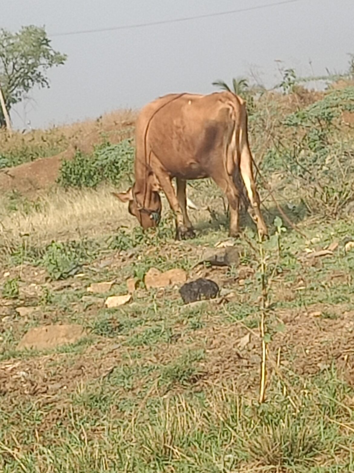Time to feed our cows