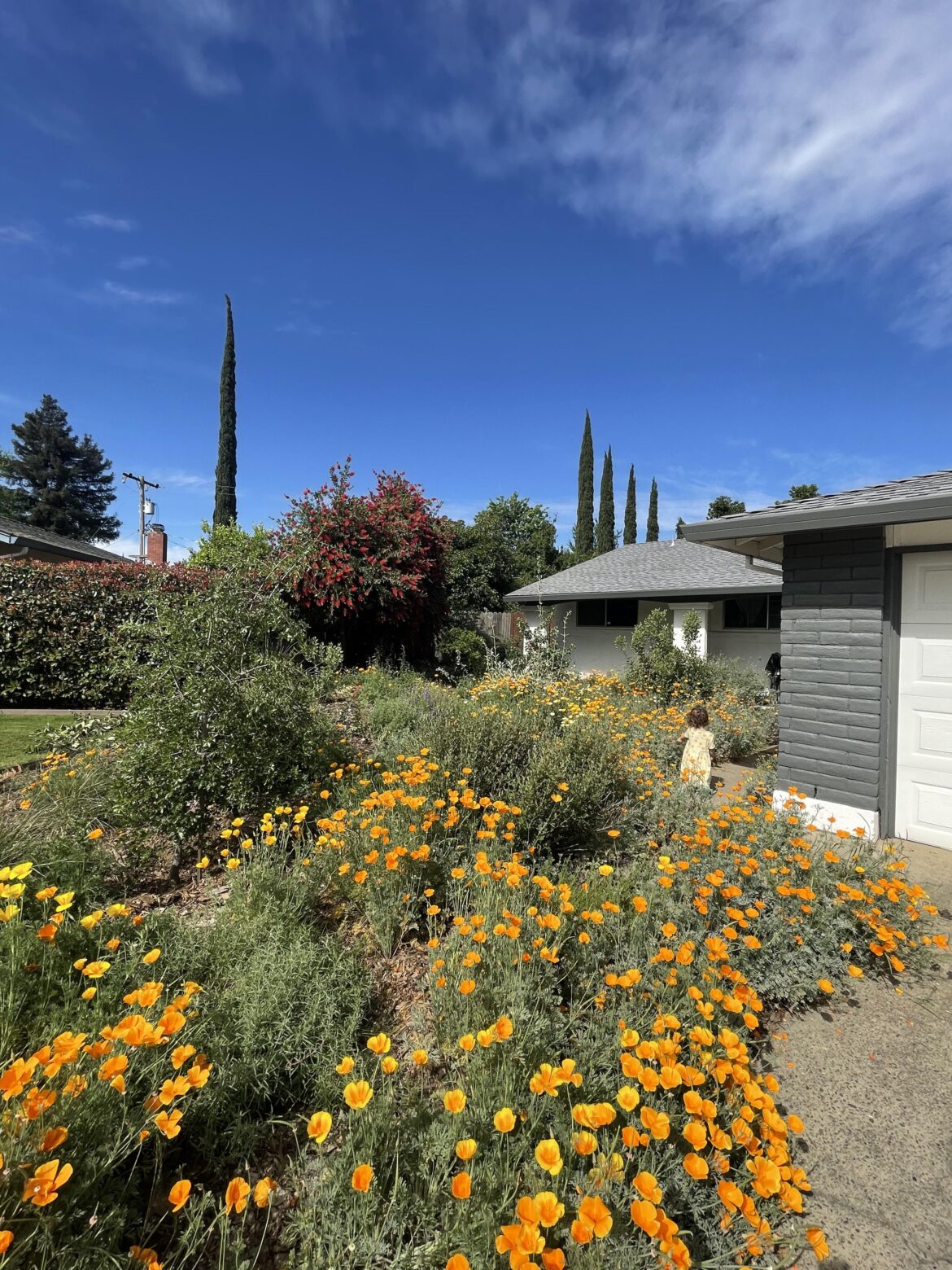 Our poppies put on a show