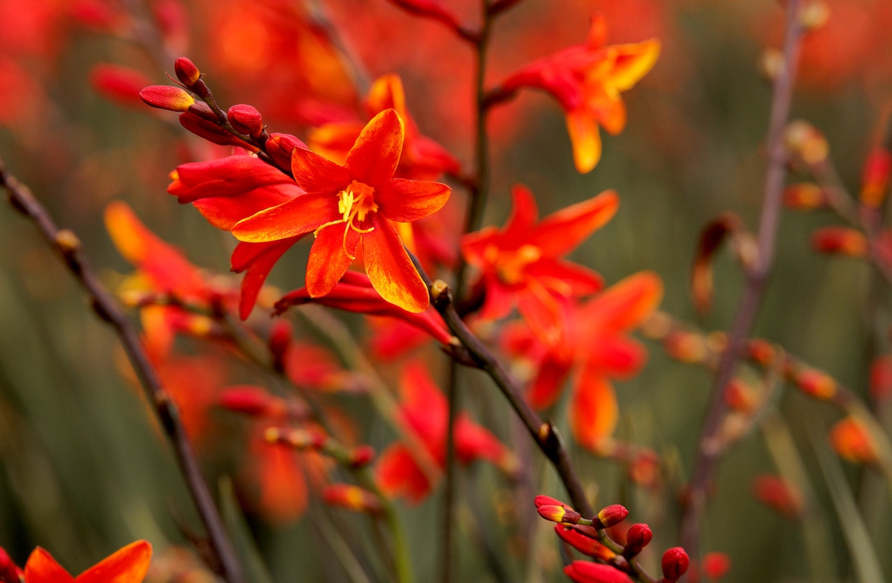 Crocosmia Dark Fire