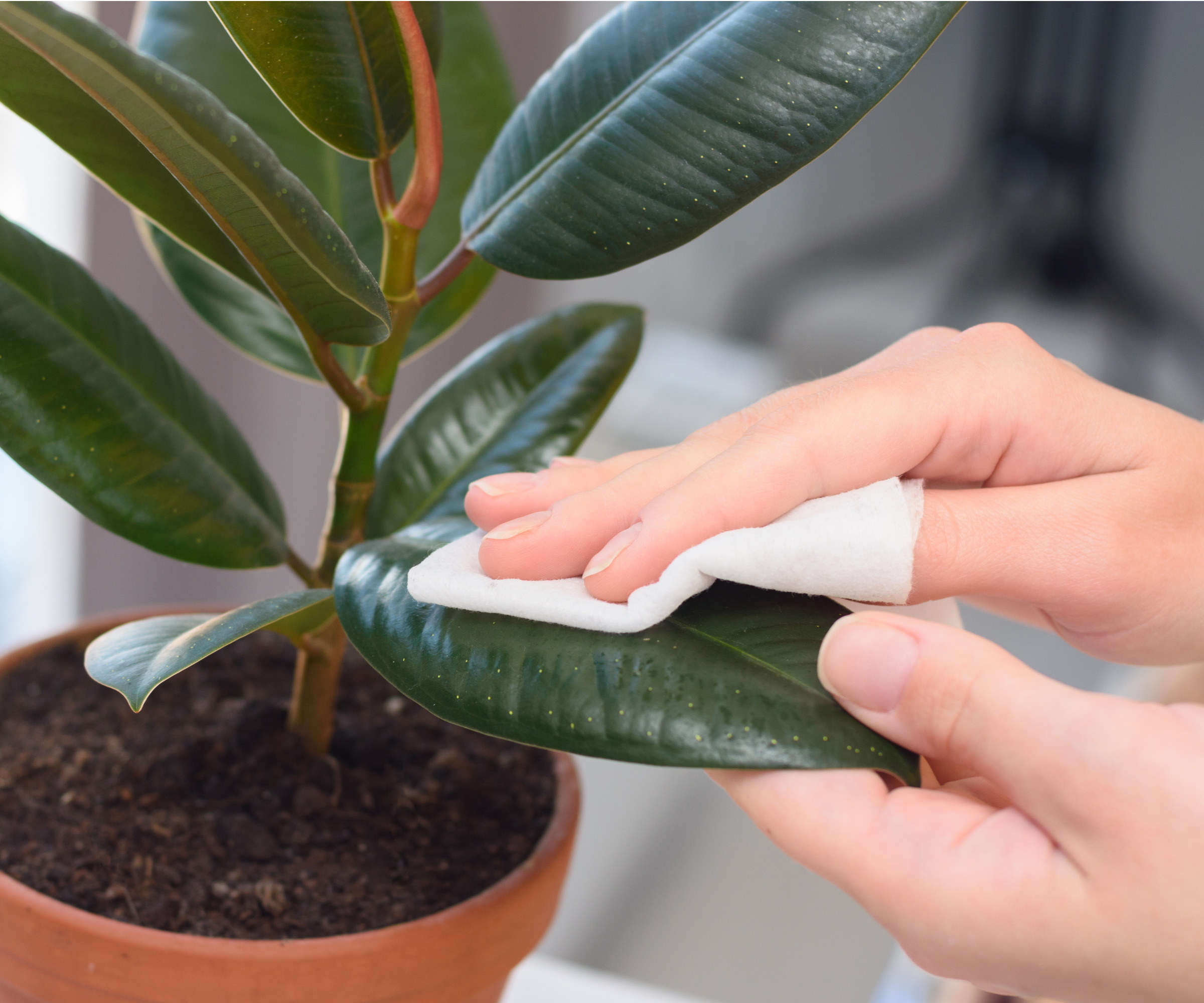 Clean rubber plant leaves