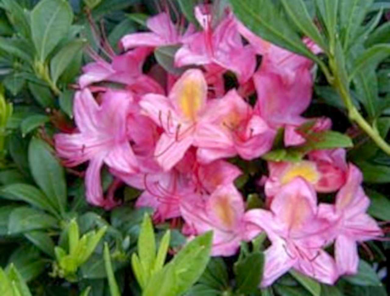 Azalea 'Pink and Sweet'