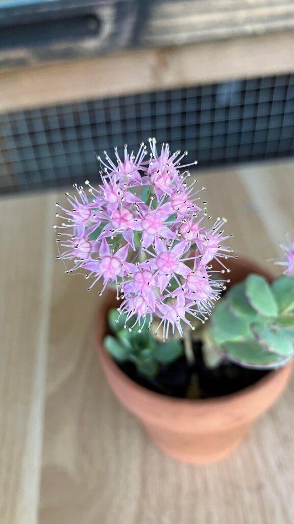 I had no idea succulents could bloom in this shade of pink! Can anyone ID?